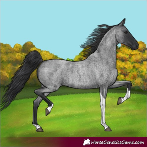 Horse Color:Blue Roan Tobiano 