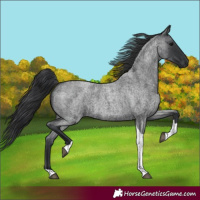 Horse Color:Blue Roan Tobiano 