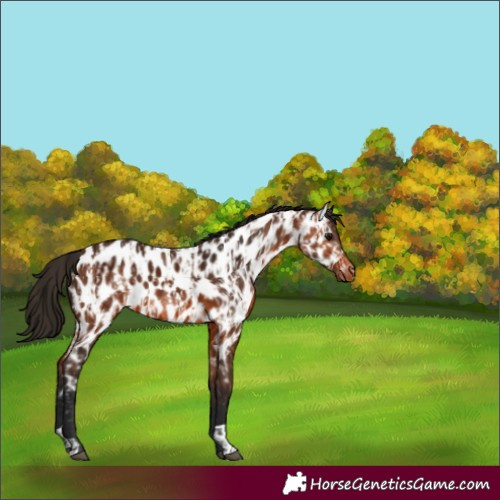 Horse Color:Bay Near Leopard  and Gray Bay Near Leopard 