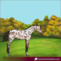 Horse Color:Bay Near Leopard  and Gray Bay Near Leopard 