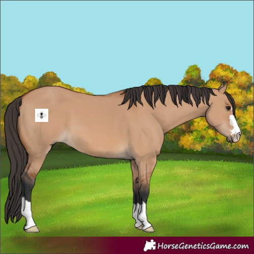 Horse Color:Bay Dun 