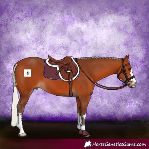 Horse Color:Silver Bay 