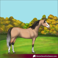 Horse Color:Bay Dun Splash