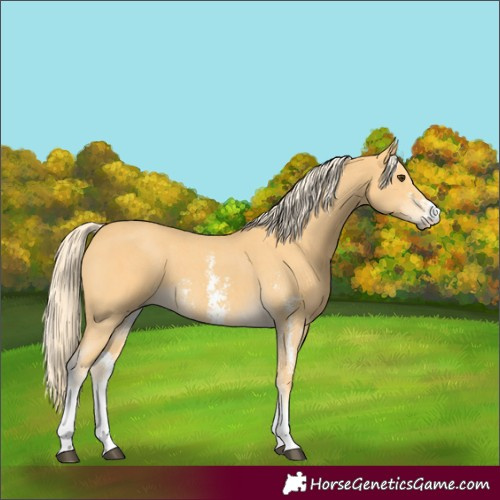 Horse Color:Palomino Sabino 