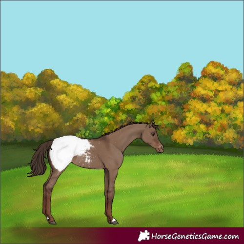 Horse Color:Liver Red Dun Appaloosa 