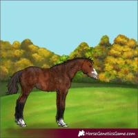 Horse Color:Bay Ice 