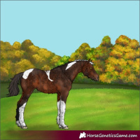 Horse Color:Bay Ice Tobiano 