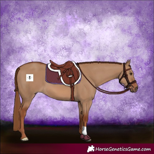 Horse Color:Red Dun 