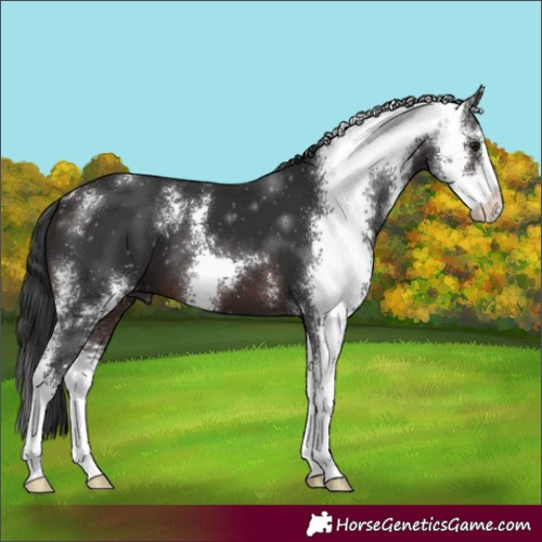 Horse Color:Brown Sabino 