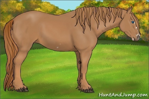 Horse Color:Chestnut Frame