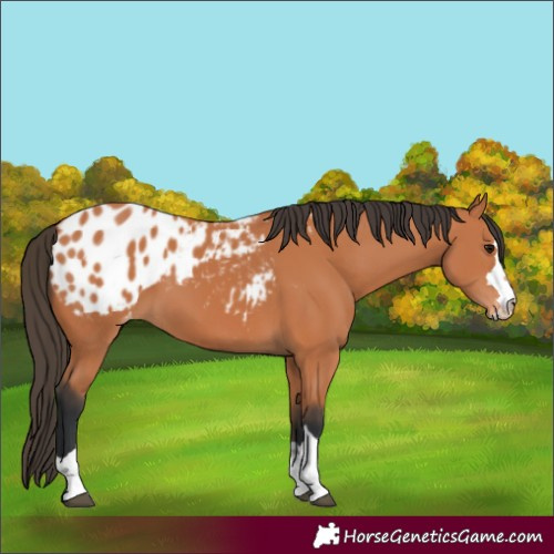 Horse Color:Bay Appaloosa 