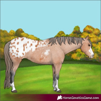 Horse Color:Bay Appaloosa