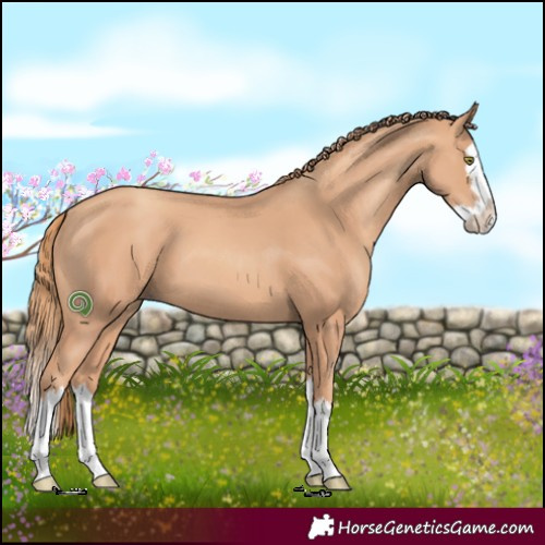 Horse Color:Gold Champagne Splash