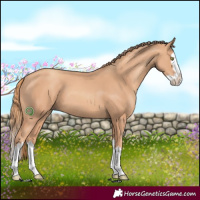 Horse Color:Gold Champagne Splash 