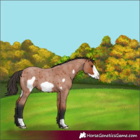Horse Color:Bay Roan Frame 