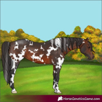 Horse Color:White Spotted Brown 