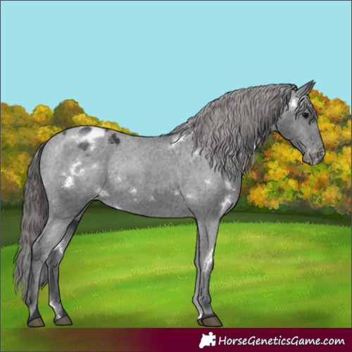 Horse Color:White Spotted Black Appaloosa 