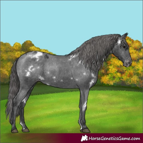 Horse Color:White Spotted Black Appaloosa