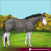 Horse Color:Grullo Sabino Splash  and Grullo Sabino Splash 