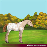 Horse Color:Red Dun Near Leopard 
