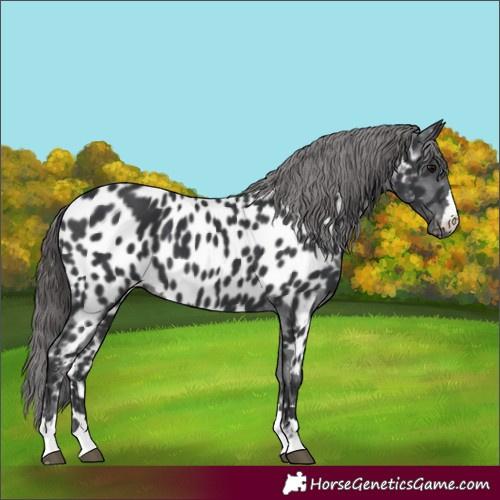 Horse Color:Black Appaloosa 