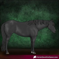 Horse Color:Black 