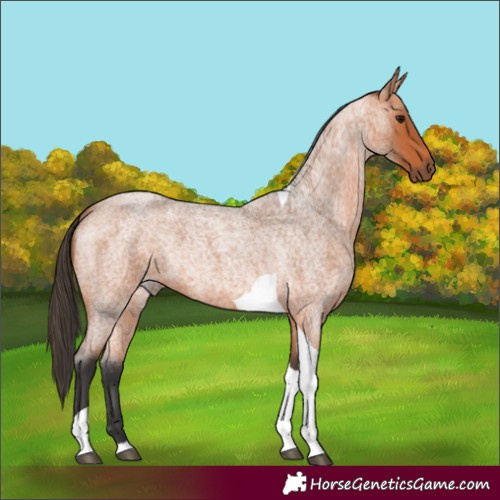 Horse Color:Bay Roan Tobiano