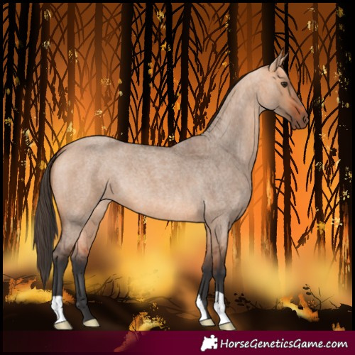 Horse Color:Bay Roan Dun 