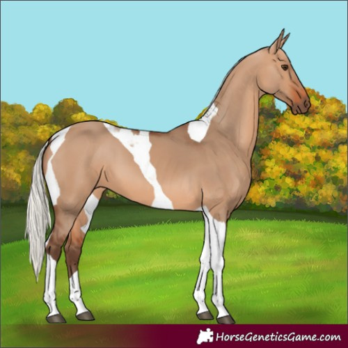 Horse Color:Silver Bay Dun Tobiano 