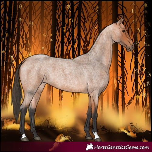 Horse Color:Bay Roan 