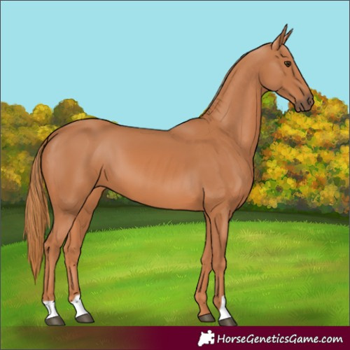 Horse Color:Chestnut 