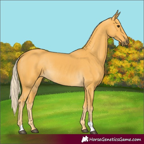 Horse Color:Palomino Rabicano 