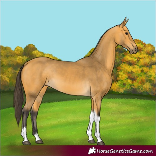 Horse Color:Buckskin Tobiano 