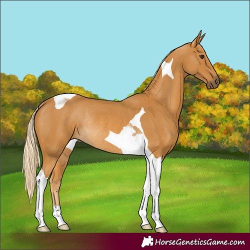 Horse Color:Palomino Tobiano Rabicano 