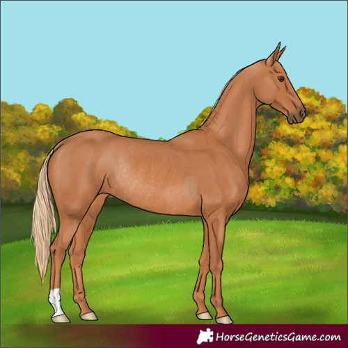 Horse Color:Chestnut Rabicano 