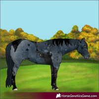 Horse Color:ERROR: UNKNOWN ANOMALY