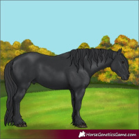 Horse Color:Black 