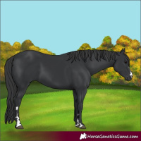 Horse Color:Black 