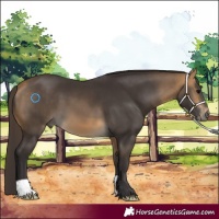 Horse Color:Buckskin 