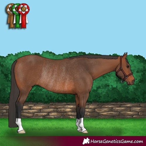 Horse Color:Bay Rabicano 