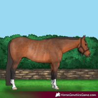Horse Color:Bay Rabicano