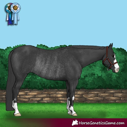 Horse Color:Black Rabicano 