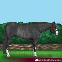 Horse Color:Black Rabicano 