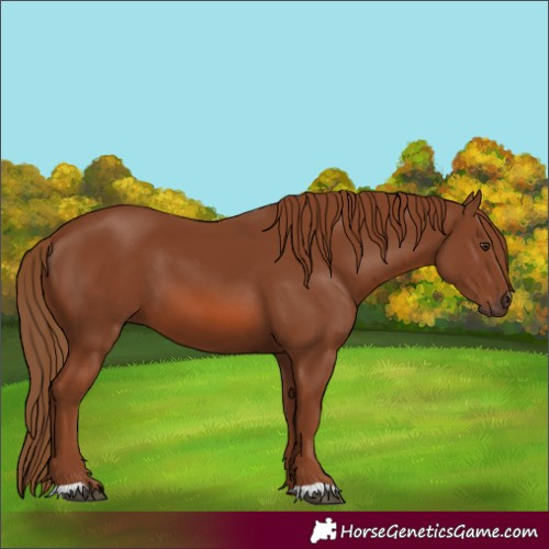 Horse Color:Chestnut 