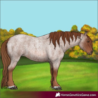 Horse Color:Red Roan 