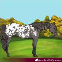 Horse Color:Grullo Appaloosa 