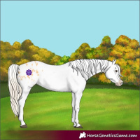 Horse Color:Palomino Appaloosa