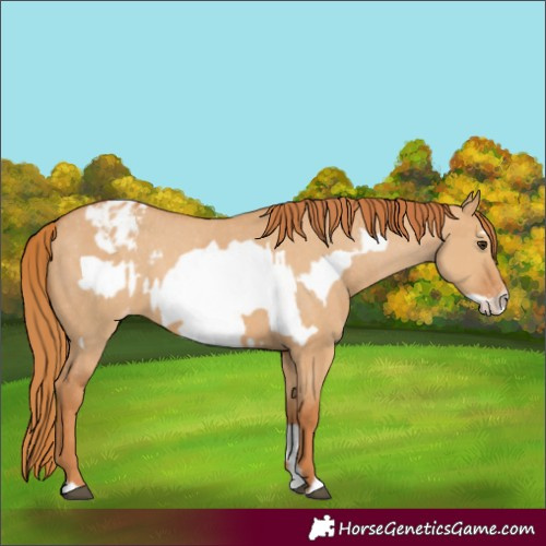 Horse Color:Red Dun Varnish  and Red Dun Frame Varnish 