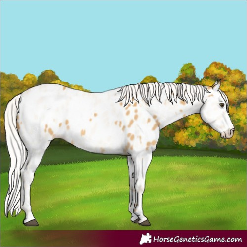 Horse Color:Palomino Dun Near Leopard  and Cremello Dun Near Leopard 