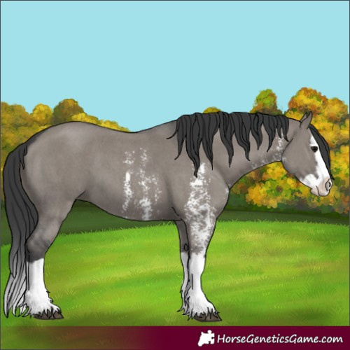 Horse Color:Grullo Sabino Splash 